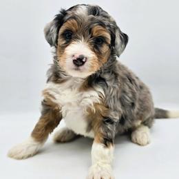 Kingsley - Blue merle female Aussiedoodle puppy in Lancaster, Minnesota from Wilson Cattle Co.
