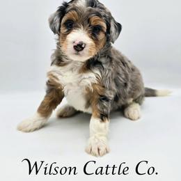 Kingsley - Blue merle female Aussiedoodle puppy in Lancaster, Minnesota from Wilson Cattle Co.