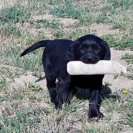 Labrador Retriever Puppies from Kolfyre Labradors