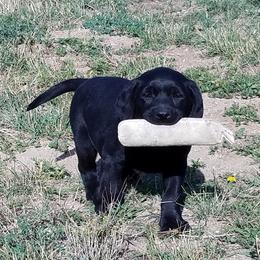 Labrador Retriever Puppies from Kolfyre Labradors