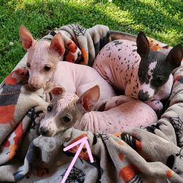 Fanny May (aka Apricot Jelly) - Apricot female American Hairless Terrier puppy in Lebanon, Missouri from Hearts Companions