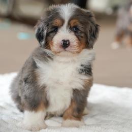Jet - Merle male Bernedoodle puppy in Dundee, Ohio from Down Home Doodle