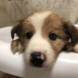 Border Collie Puppies from Burke BC’s