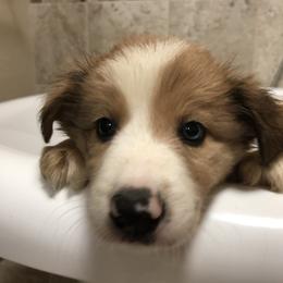 Border Collie Puppies from Burke BC’s