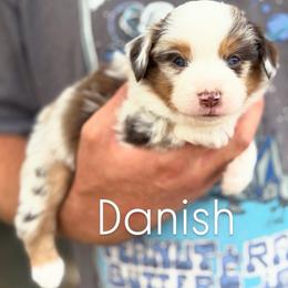 Danish - Red merle male Miniature American Shepherd puppy in Riverton, Utah from Iron Spirit Homestead & Aussies