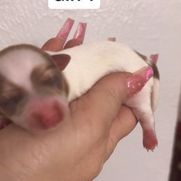 Female 1 - White and tan female Morkie puppy in Pittsburgh, Pennsylvania from Maria's Morkies & More