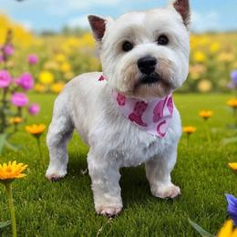 Opal - West Highland White Terrier