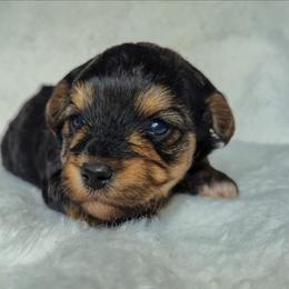 Benji - Black and tan male Yorkshire Terrier puppy in Blacksburg, South Carolina from Hess Pooches LLC