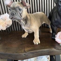 Goliath - Fawn male French Bulldog puppy in Livermore, California from Spoiled Frenchies