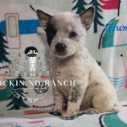 Grumpy - Blue male Australian Cattle Dog puppy in Silsbee, Texas from Rockin ND Ranch