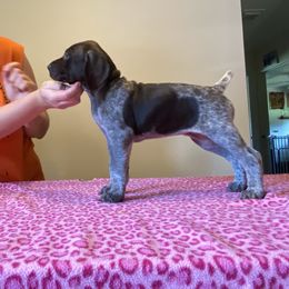 Fuchsia - Liver roan female German Shorthaired Pointer puppy in Renfrew, Pennsylvania from Lauren's German Shorthaired Pointers