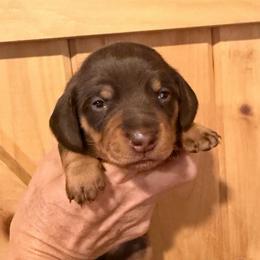 CKC Boy 4 red - Chocolate and tan male Dachshund puppy in Grand Valley, Pennsylvania from Dachshunds on the Hill