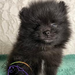HOLD AKC CRACKLE - Black male Pomeranian puppy in Watkins Glen, New York from Wicked Spirits Pomeranians