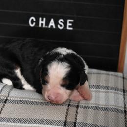 Boy 1 - Tri-color male Bernedoodle puppy in Lancaster, Pennsylvania from Homestead Bernedoodles