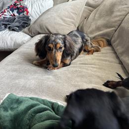 Oscar - Dachshund
