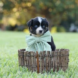 Lyra - Blue merle female Miniature Australian Shepherd puppy in White Oak, Texas from Triple Lake Ranch Miniature Australian Shepherds