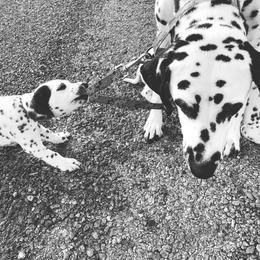 Dalmatian and Labrador Retriever Puppies from ECMO Farm Dalmatians & ECMO Farm Fox Red Labs