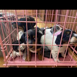 Dachshund Puppies from Long Dog Ranch