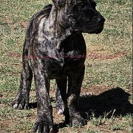 Perro de Presa Canario Puppies from Mesquite Creek Kennels