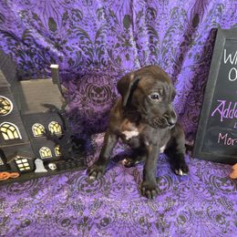 Morticia - Black female Great Dane puppy in Batavia, New York from White House of Danes