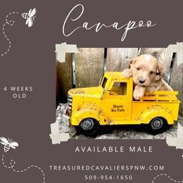 Boy 2 - Brown Cavapoo puppy in Spokane, Washington from Treasured Cavaliers of the Pacific Northwest
