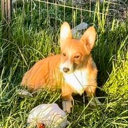 Male - Fawn male Pembroke Welsh Corgi puppy in Oxford, Pennsylvania from K&S Quality Pembroke Welsh Corgi’s