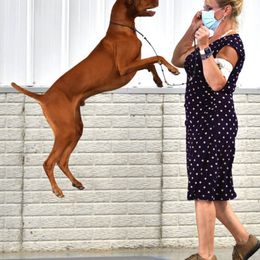 Vizsla All Grown Up from CMF Vizslas