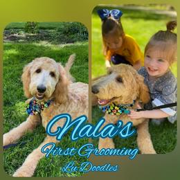 Goldendoodle Puppies from Lu Doodles