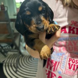 Hunter - Black and tan male Dachshund puppy in Tomball, Texas from Gutierrez House of Doxies