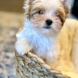 Biewer Terrier and Russian Salon Dog Puppies from Petit Bijou