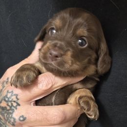 Lollipop Ghost - Chocolate female Dachshund puppy in New Caney, Texas from BouncinMiniWeenies