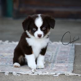 Swing - Red tri male Miniature Australian Shepherd puppy in Prague, Oklahoma from Clay Creek Aussies