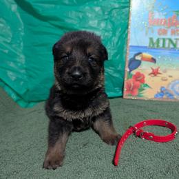 Red - Sable male German Shepherd puppy in Motley, Minnesota from Von Thomson Haus