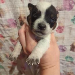 Silo - Blue speckled male Australian Cattle Dog puppy in Tulsa, Arkansas from Red Desert Australian Cattle Dogs
