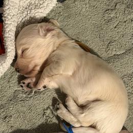 Abe - Piebald male Dachshund puppy in Hopwood, Pennsylvania from Libby’s Legacy Doxies