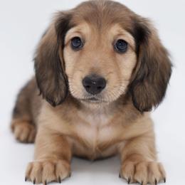 LOUIS - AKC Import Lines - Cream male Dachshund puppy in Coweta, Oklahoma from Sunnyside Dachshunds