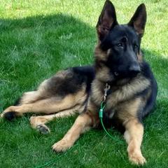 German Shepherds from VonBacchus Shepherds