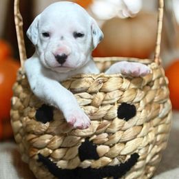 Draco Malfoy - White black and tan male Dalmatian puppy in Whitwell, Tennessee from Rock a Dalmatian “RockADal”