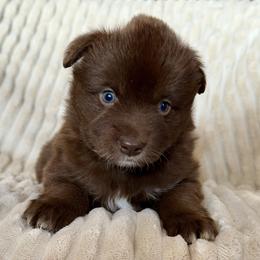 Rio - Red & white male Miniature Australian Shepherd puppy in New Hampton, Iowa from Full River Australian Shepherds