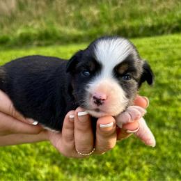 Lily - Black tri female Miniature Australian Shepherd puppy in Mount Carmel, Tennessee from Hill Top Mini Aussies