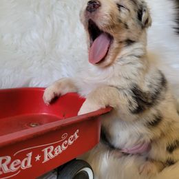 Australian Shepherd Puppies from Red Wagon Aussies