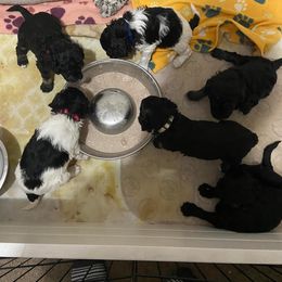 Poodle Puppies from Phantoms Of The Royal Opera House
