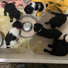Poodle Puppies from Phantoms Of The Royal Opera House