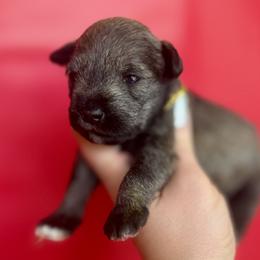 Yellow Boy - Salt and pepper male Miniature Schnauzer puppy in Floyd, Virginia from Little River Puppies