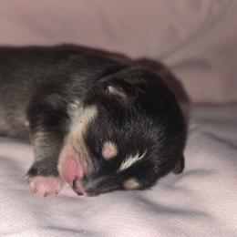 Purple Girl - Black and white female Pomsky puppy in Kennewick, Washington from Nebula Ranch Pomskies