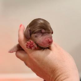 Rosy - Dapple female Dachshund puppy in Hialeah, Florida from Slinky Doxie 305