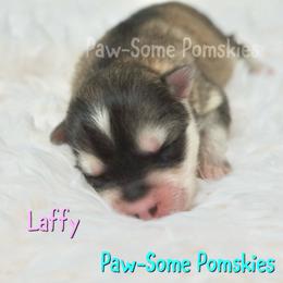 Laffy - Silver female Pomsky puppy in Krum, Texas from Paw-Some Pomskies