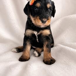 Duchess - Phantom female Goldendoodle puppy in Glendale, Arizona from CocoLove Doodles