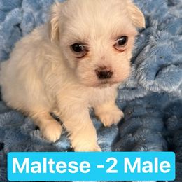 Maltese Boy2 - White Maltese puppy in Summerville, South Carolina from Creel's Yorkies