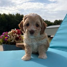 Brown Boy - Red and white male Cockapoo puppy in Fort Gibson, Oklahoma from Waggle Doodles